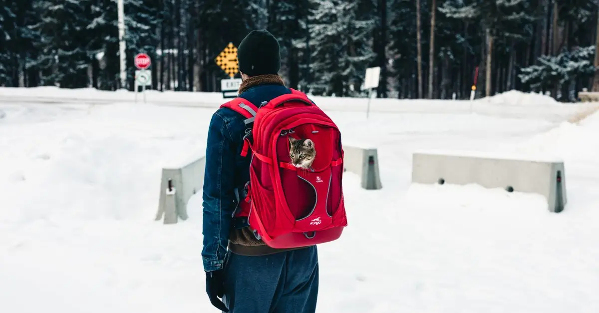 Best Cat Carriers for Travel