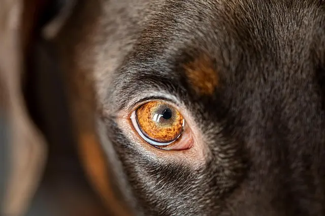 Best Interactive Pet Cameras Buying Guide