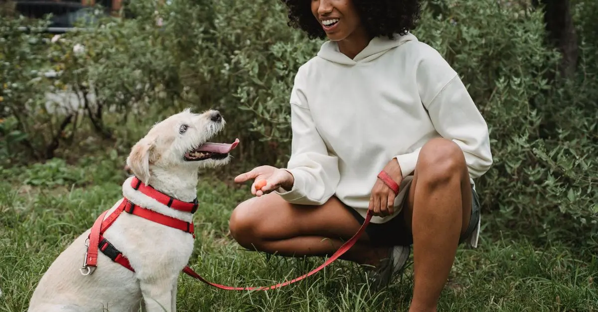Essential Pet Training Tools Guide