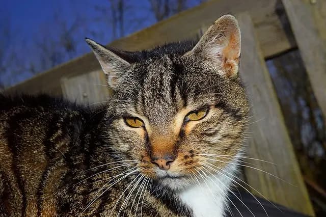 Comprehensive Guide to Caring for Senior Pets