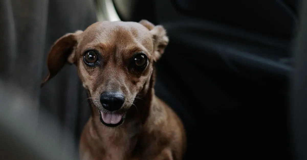 Best Pet Carriers for Travel: Top Picks for Comfort and Safety