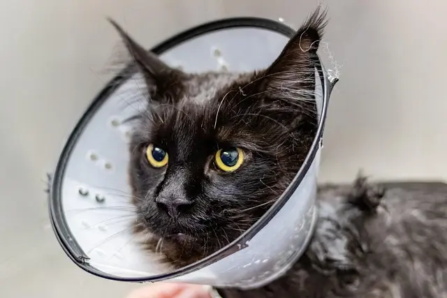 Best Pet Grooming Salons: A Complete Guide