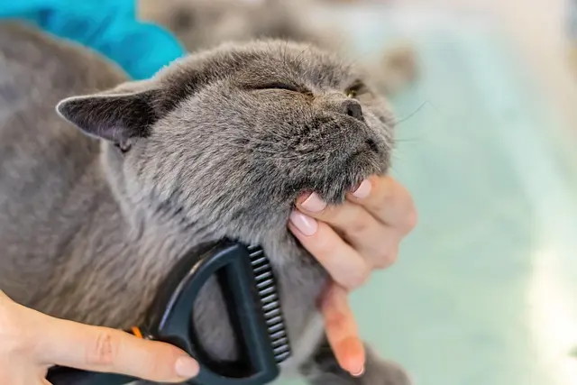 Essential Pet Grooming Tips for a Clean Pet