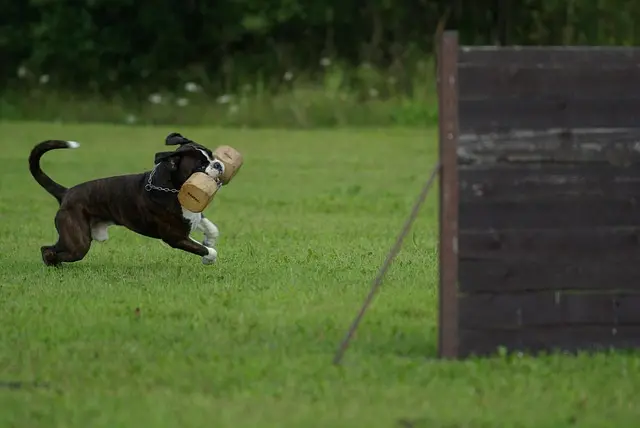 Best Pet Training Apps: Your Guide to Choosing Wisely