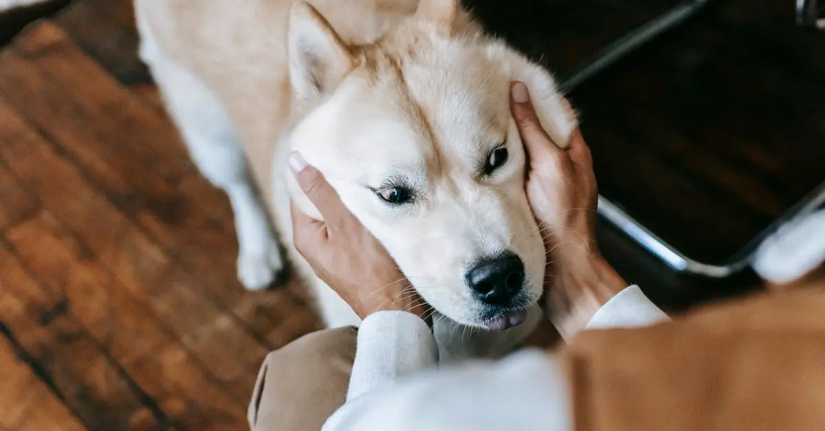 The Best Pet Insurance Plans: A Comprehensive Guide