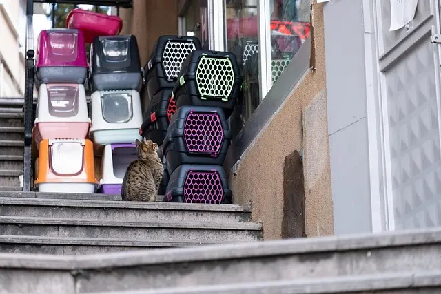 Ultimate Buying Guide for Best Pet Carriers