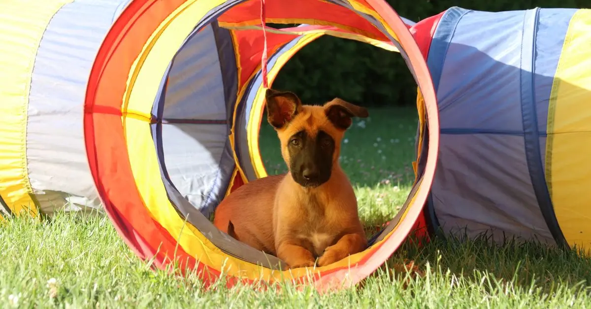 How to Train a Puppy: Techniques and Best Practices