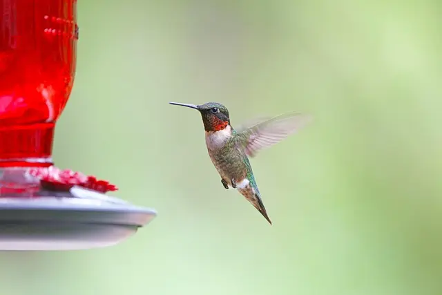Best Bird Feeders for Wild Birds: A Complete Guide