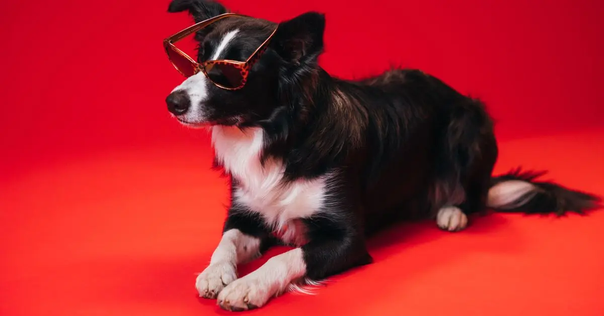Ultimate Guide to Selecting the Best Pet Accessories