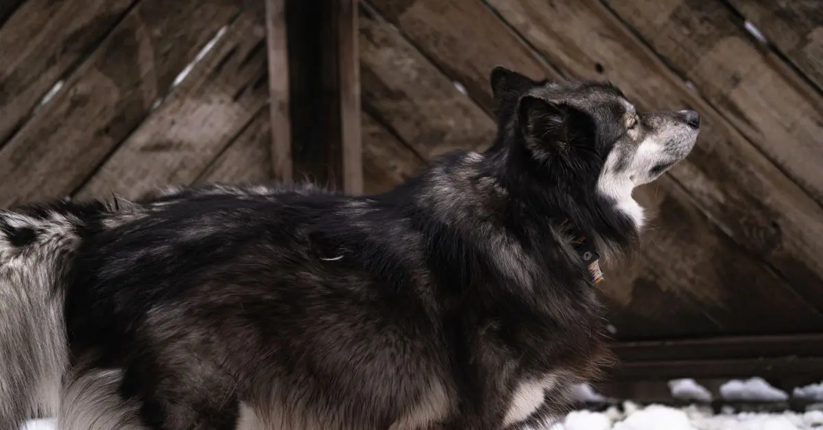 Dog Breed Profiles: Exploring Popular Breeds