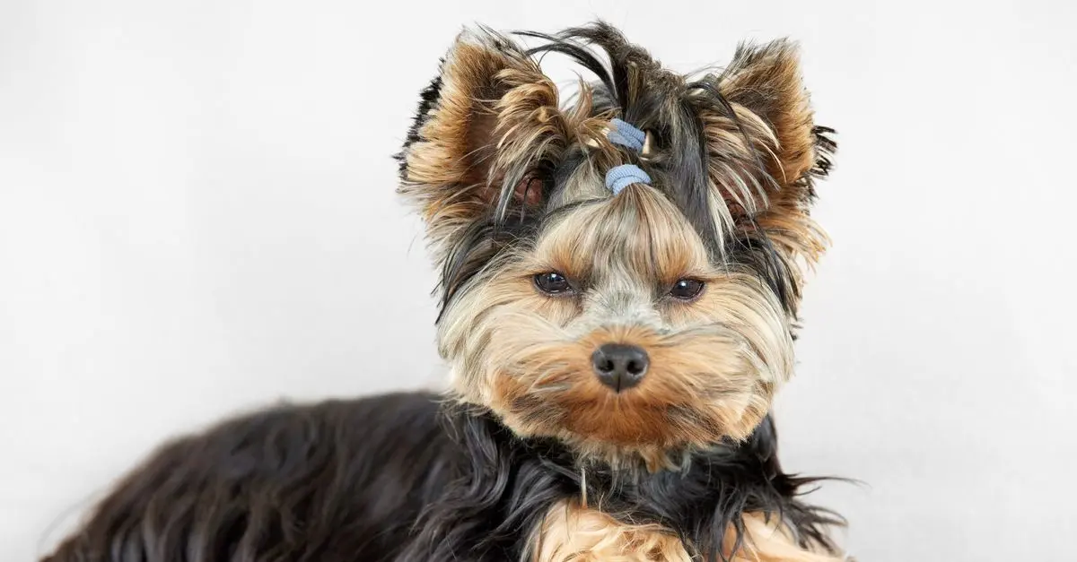 Best Dog Grooming Dryers: Comprehensive Buying Guide