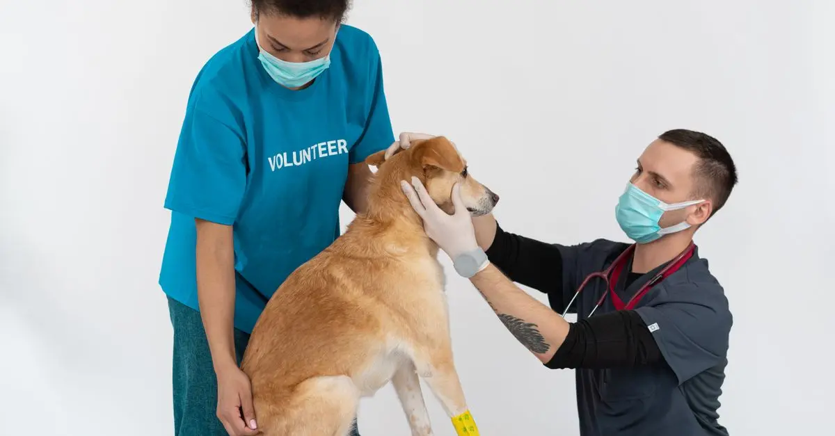 Budget Pet Care Tips: Maximize Value for Your Money