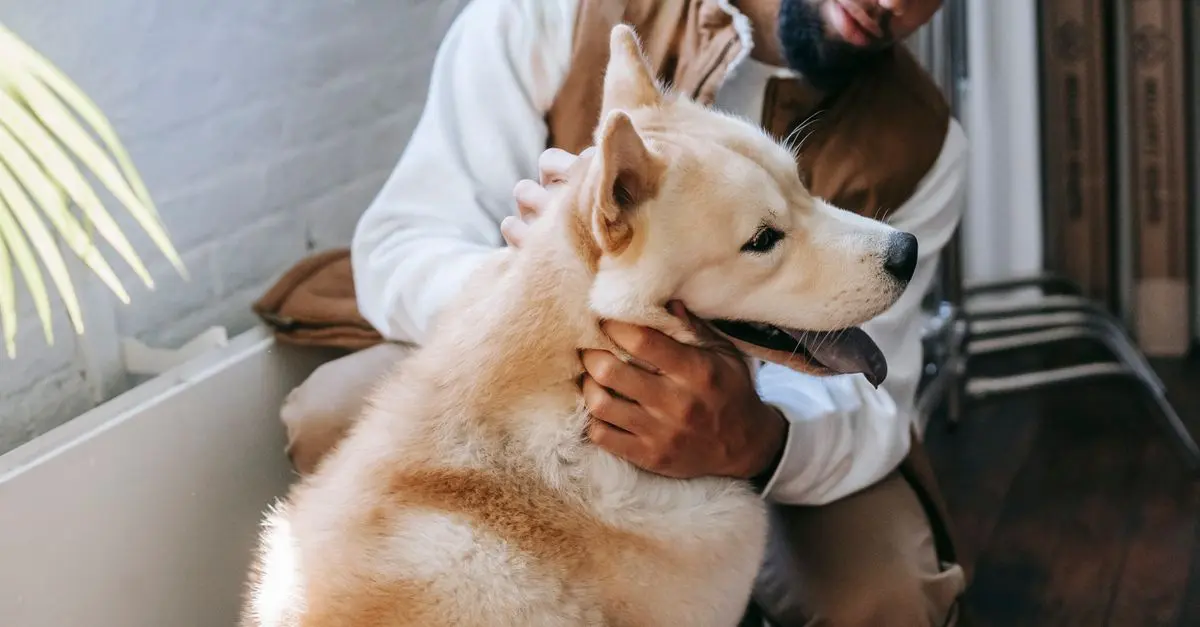 Essential Dog Care Tips for Every Owner