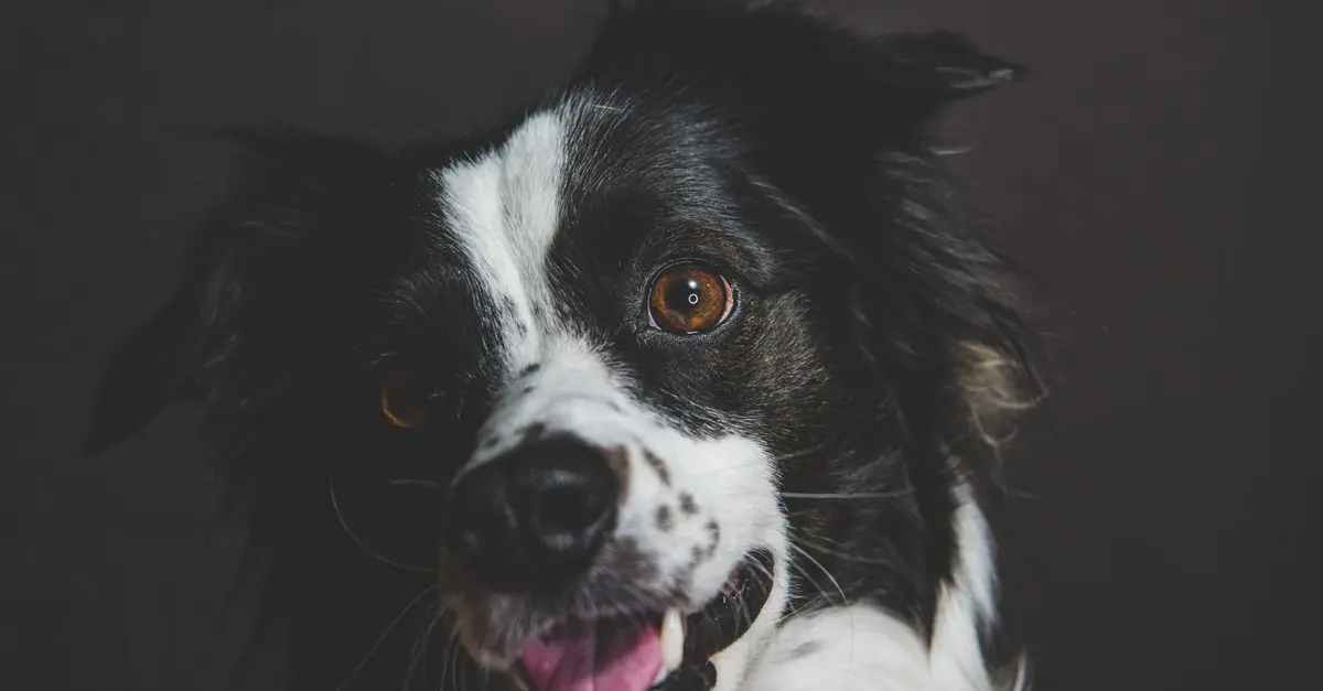 Best Pet Cameras with Treat Dispensers
