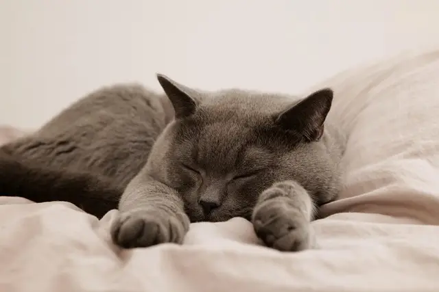 Ultimate Guide to Choosing the Best Pet Beds