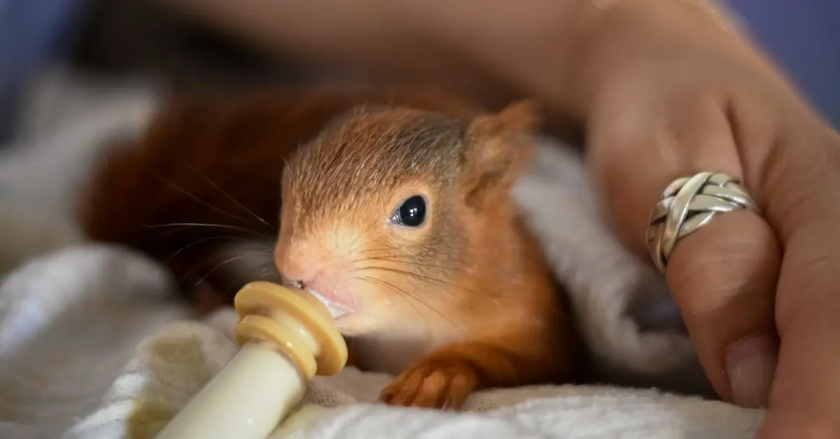 Small Mammal Care Basics for Pet Owners