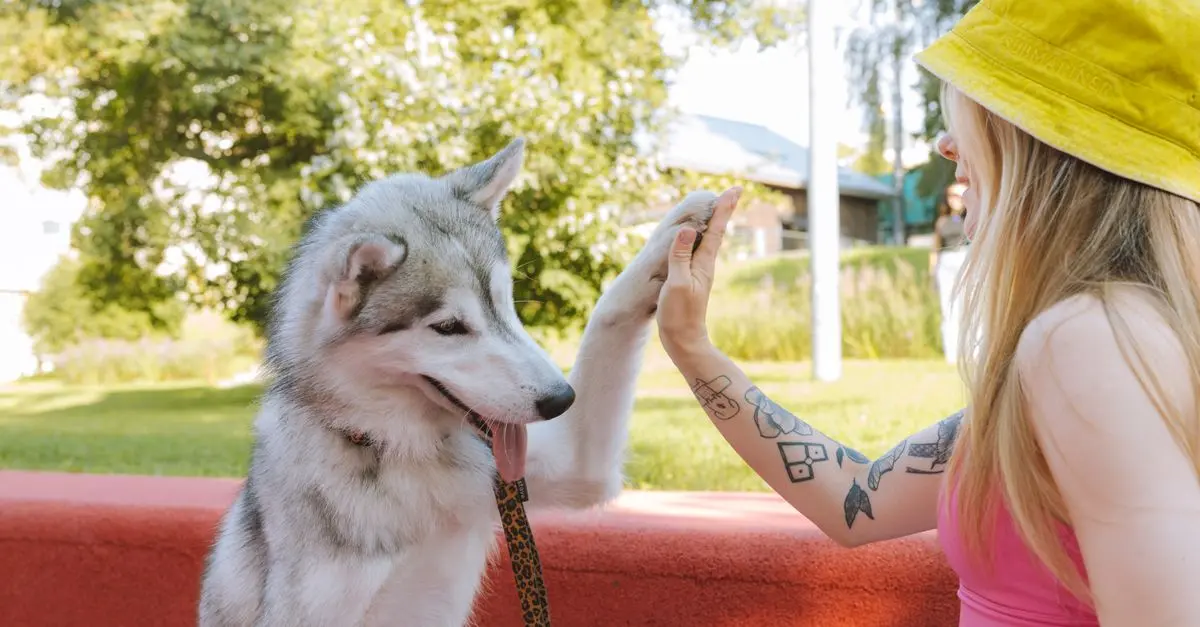 Top Pet Training Tools: A Comprehensive Buying Guide