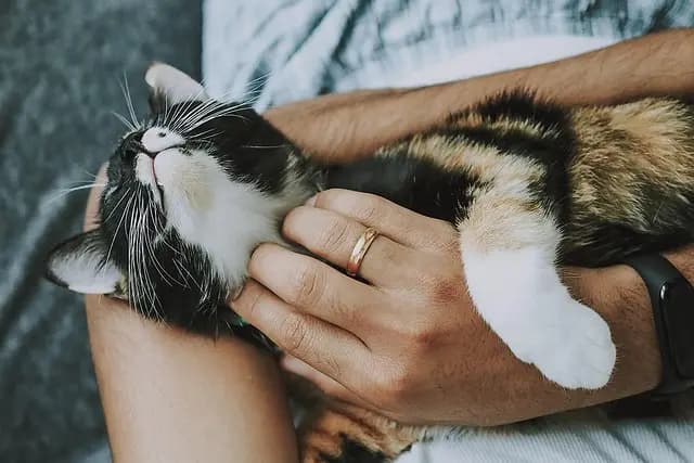 Essential Pet Care Guide for New Owners