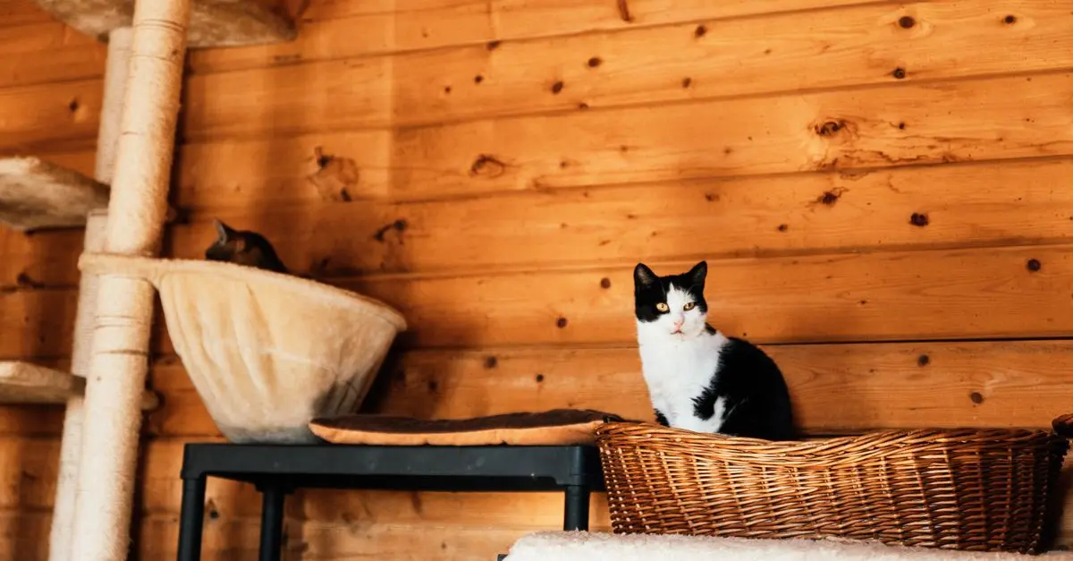 Best Cat Scratching Posts Buying Guide