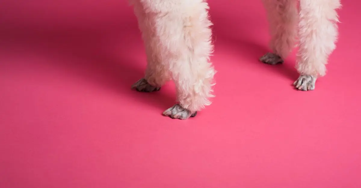 Essential Guide to Dog Grooming for Beginners