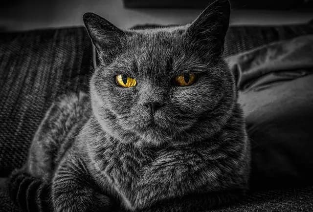 Common Cat Care Mistakes: Avoid Pitfalls