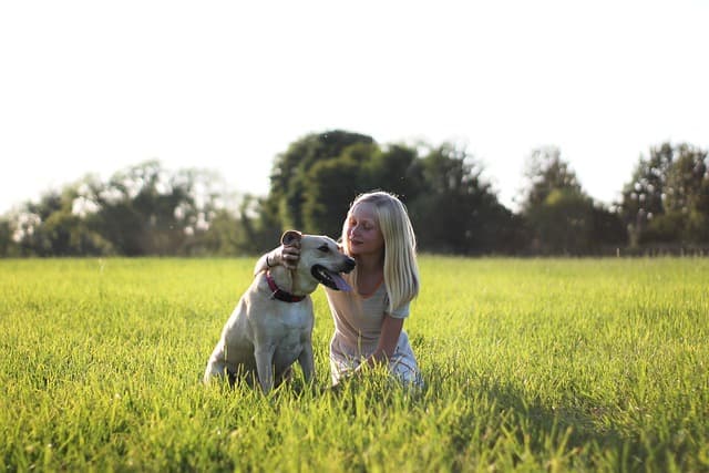 Best Pet Training Products Buying Guide