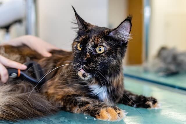 Essential Pet Grooming Tips for a Clean Pet